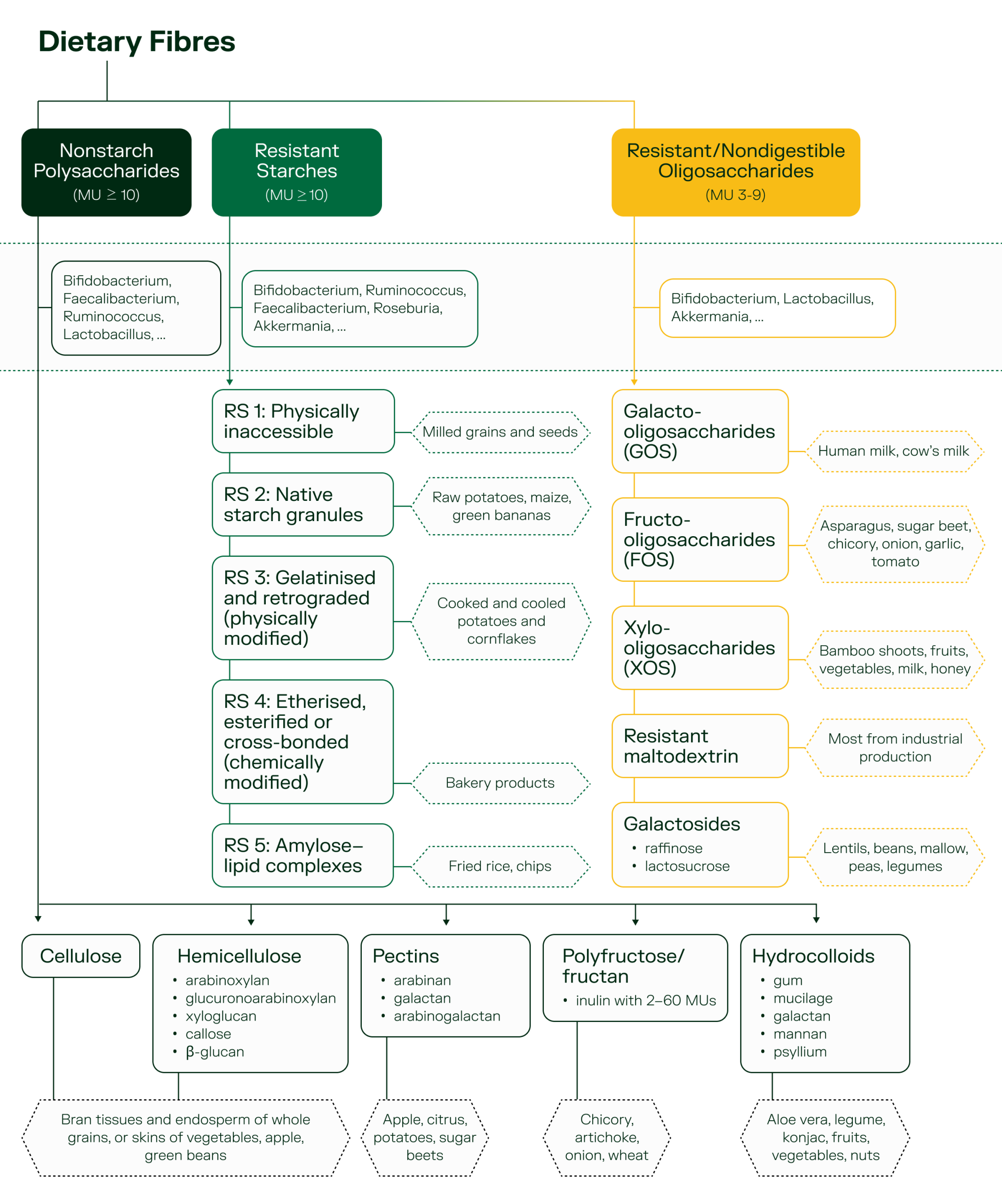 A tabular representation of the common types of dietary fibre consumed along with their sources.