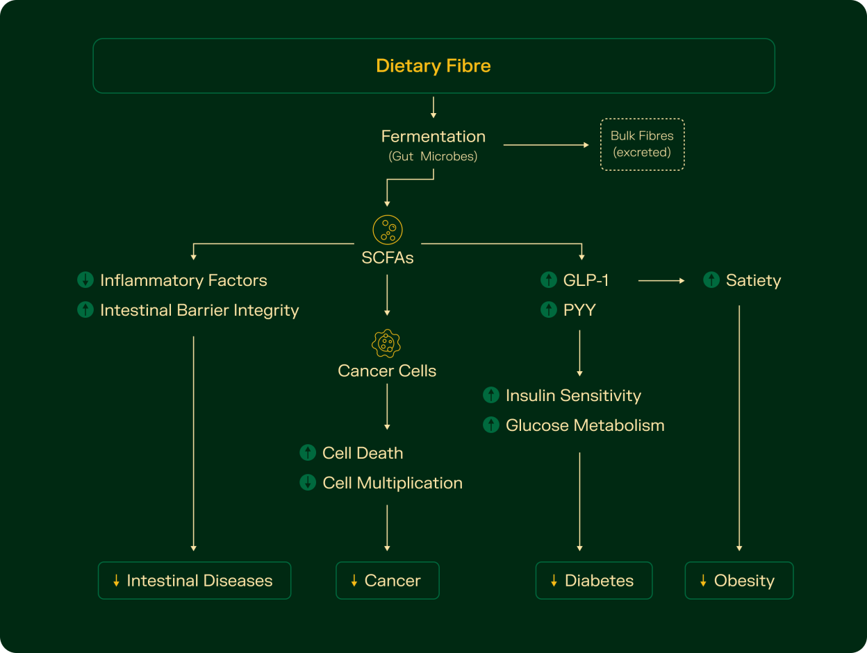 Why Dietary Fibre Is Crucial For Gut And Metabolic Health