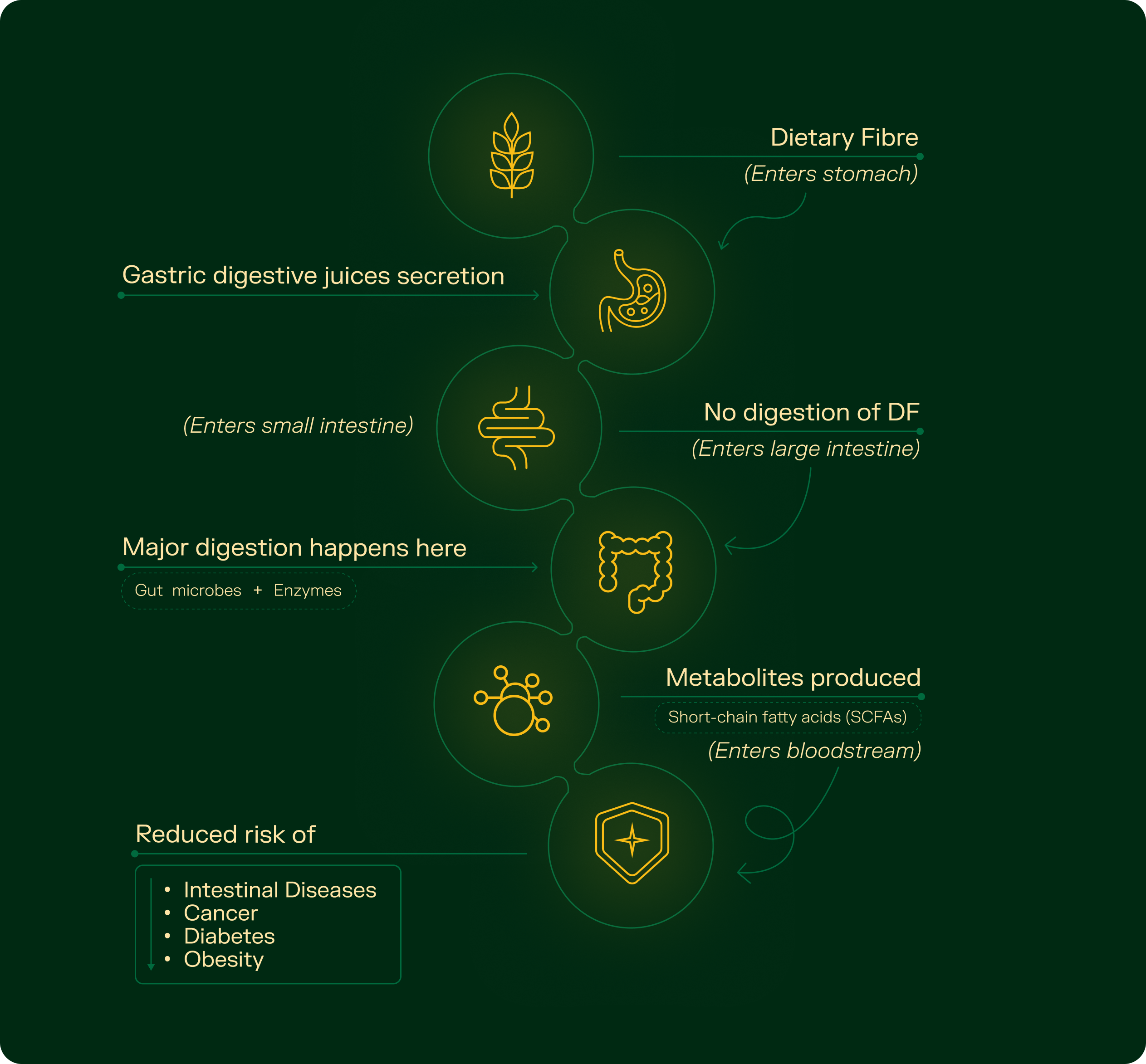 Flowchart showing dietary fibre's path through the stomach, small intestine, and large intestine.