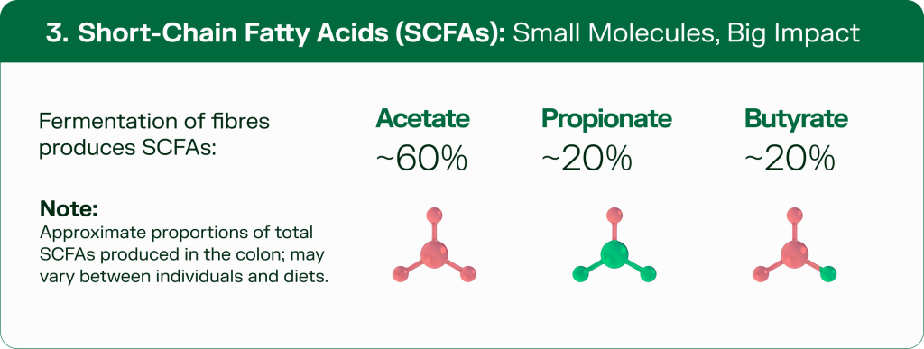 Infographic showing how dietary fibre fermentation produces short-chain fatty acids in the gut - acetate 60 percent, propionate 20 percent, butyrate 20 percent - key to gut health.